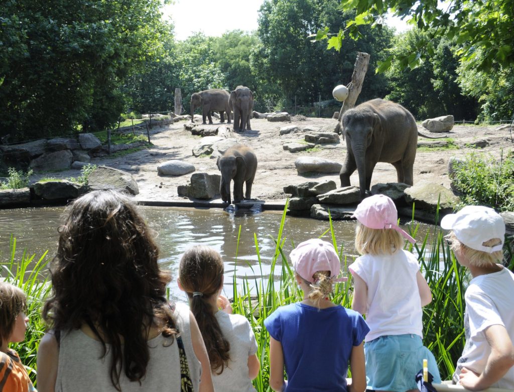 Uitbreiding voor de Olifanten in Blijdorp