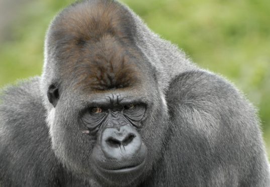 De Gorilla’s Verhuizen