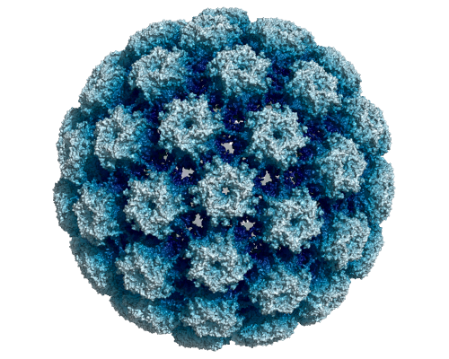 HPV