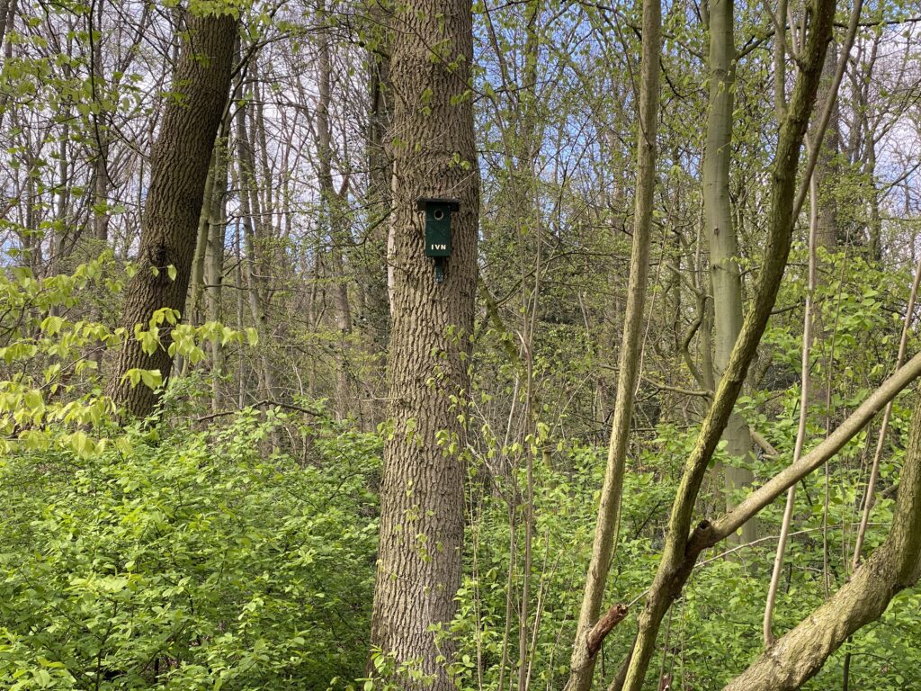 Biodiversiteit in het Kralingse Bos