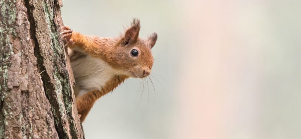 Natuurbeheer in Nederland